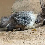 Foto: Divulgação Zoo São Paulo