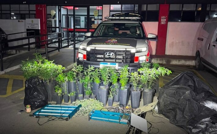 PM encontra estufa com 14 pés de maconha e prende suspeito por tráfico em Batatais