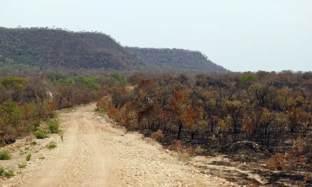 MapBiomas aponta redução da vegetação nativa e maior exposição do Brasil aos efeitos do El Niño